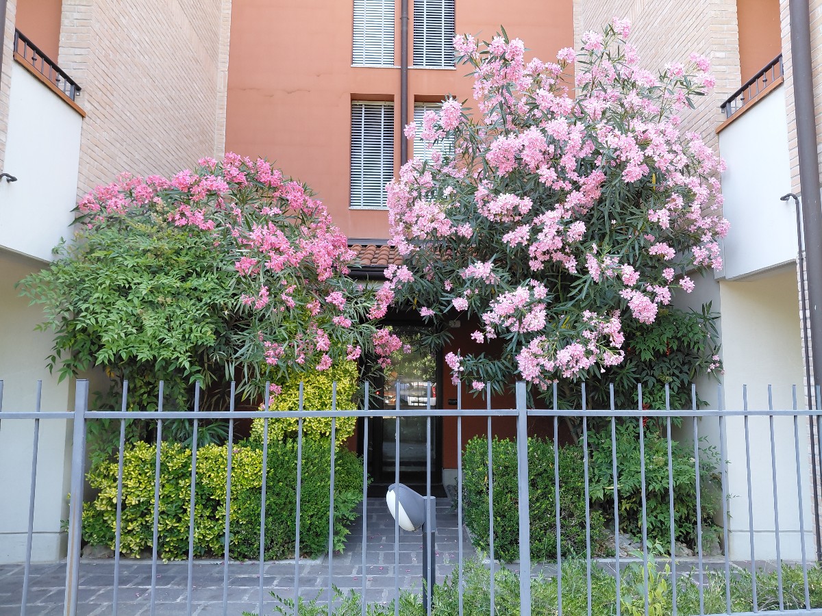 Immagine annuncio id 185445 